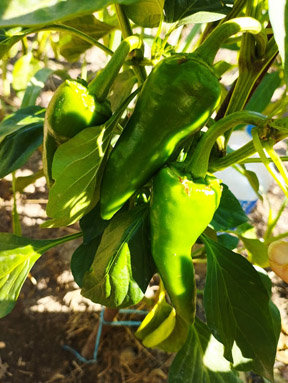 Foto en primer plano de unos pimientos verdes en la planta.